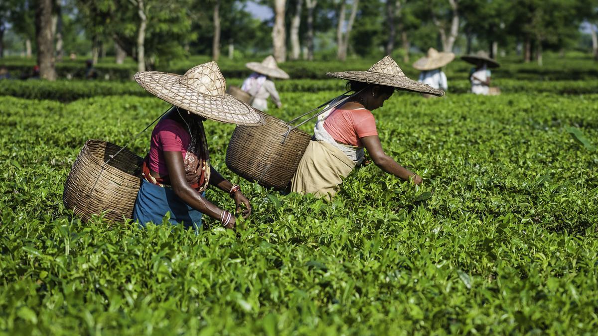 Tea bodies urge PM Modi to allow producers freedom to choose mode of sale